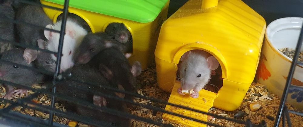 Крысята дамбо  ,ждут свои ручки.