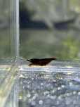 Krewetka Neocaridina Schoko | Krewetki akwariowe akwarystyka