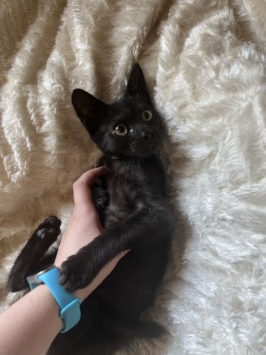 Киця, кошка, котики, котенята, котеня, котёнок, котята