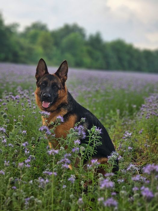 Owczarek niemiecki suka FCI