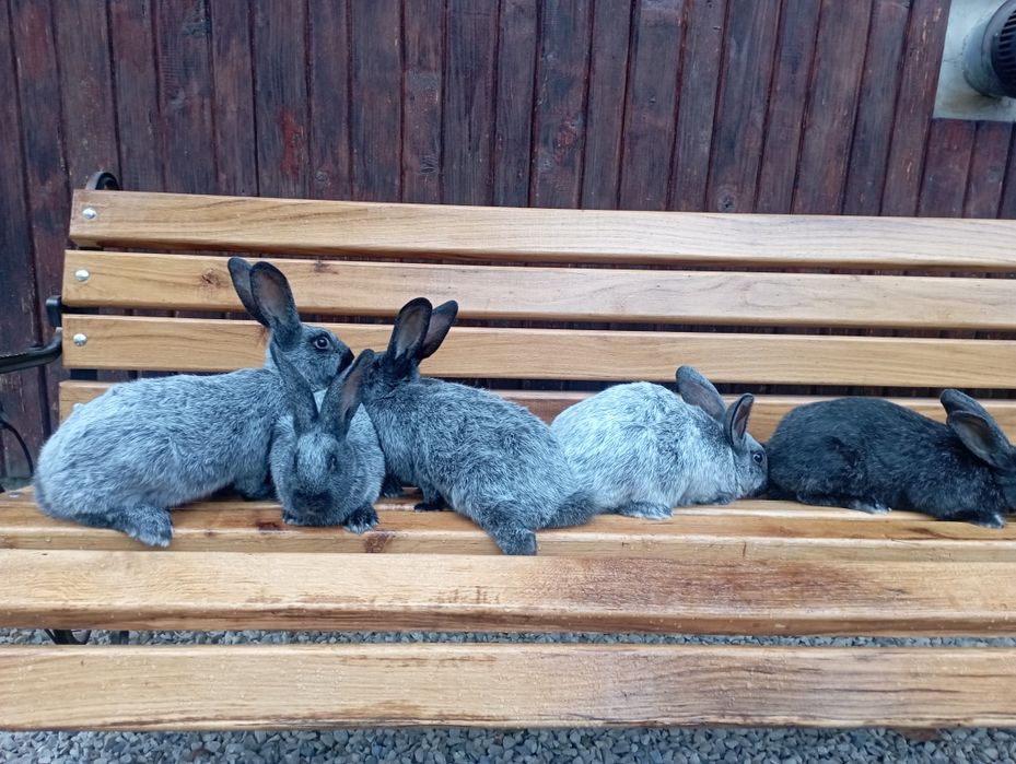Кролики Полтавське Срібло!