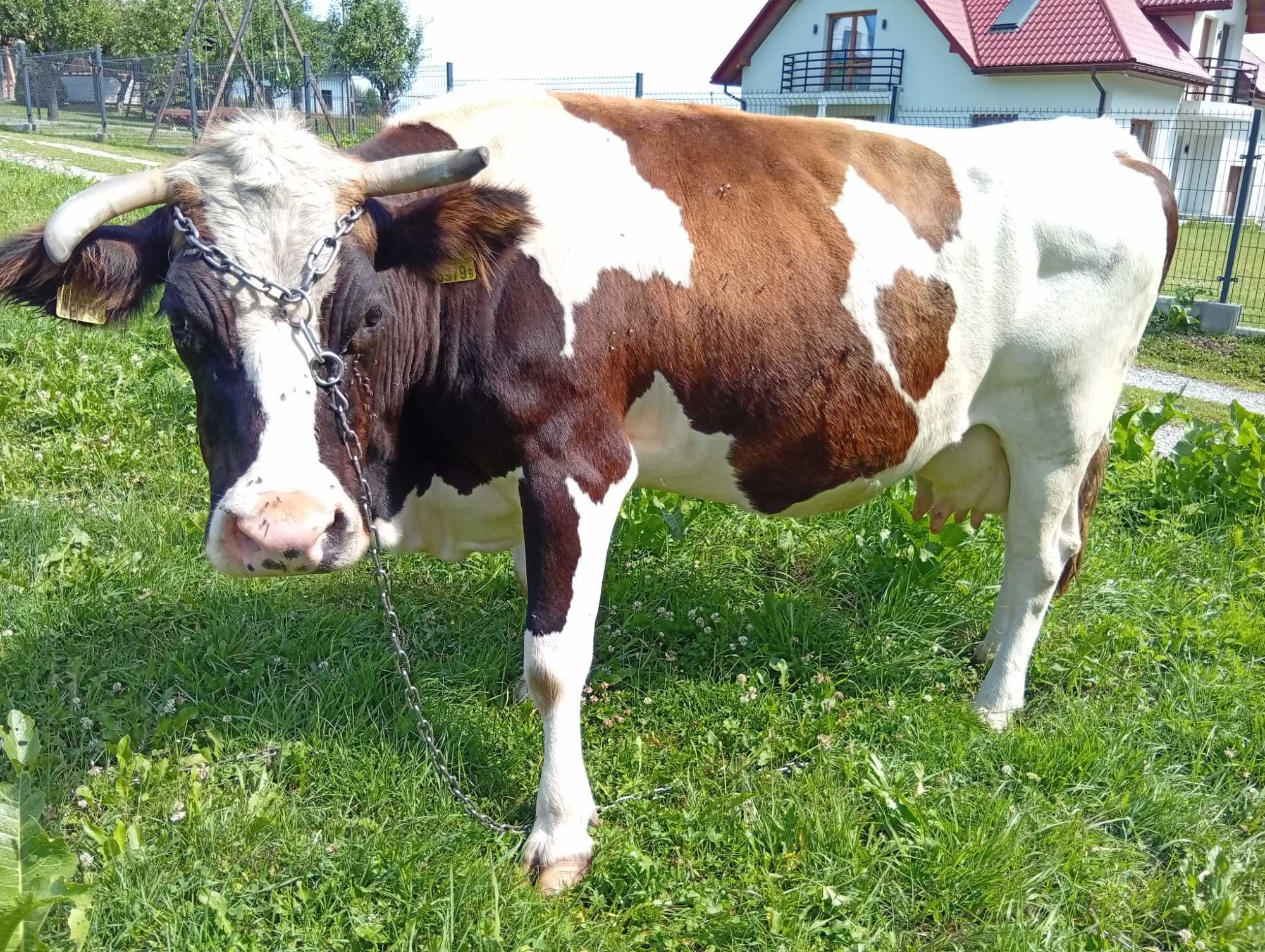 sprzedam krowę na ocieleniu