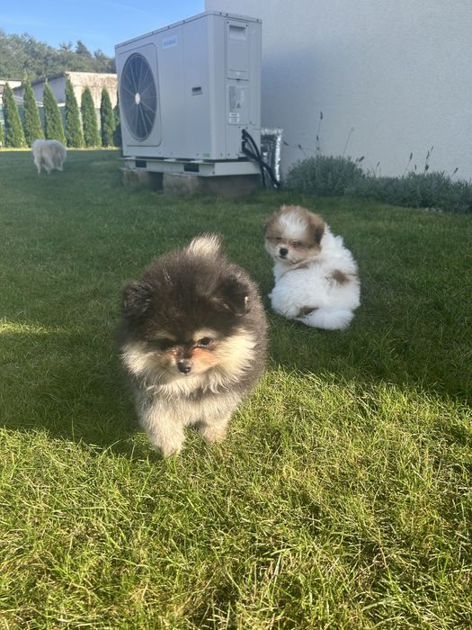 Szpic miniaturowy- pomeranian