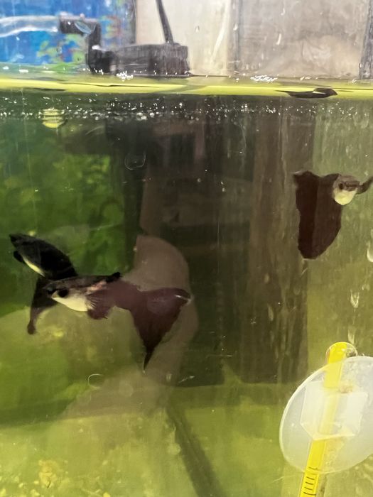 Продаються Гуппі чорний монах та чорний принц