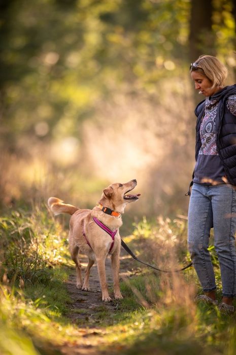 Biało beżowy pies w typie labradora szuka domu
