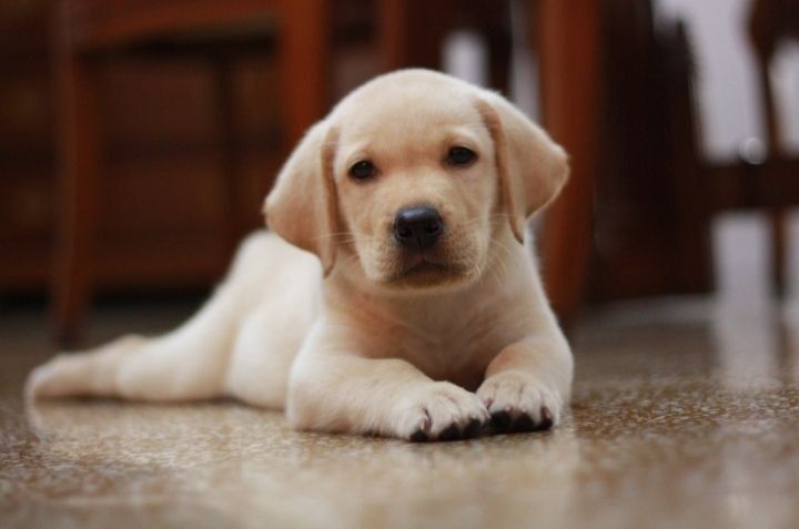 Продаються щенки лабрадора