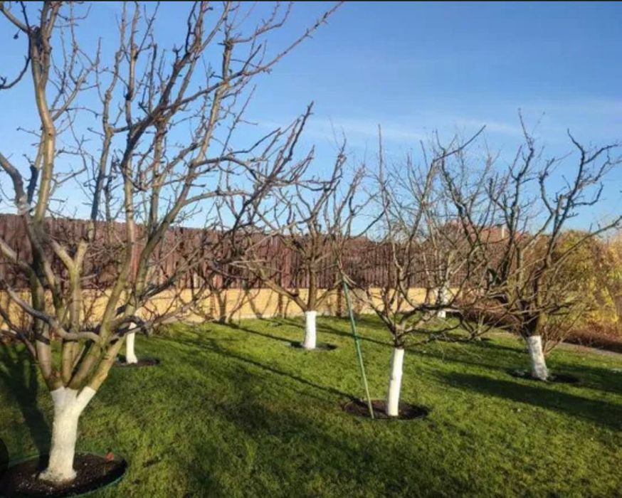 Обрезка деревьев весною. Спил, чистка  дерев. Корчування.Кронування.