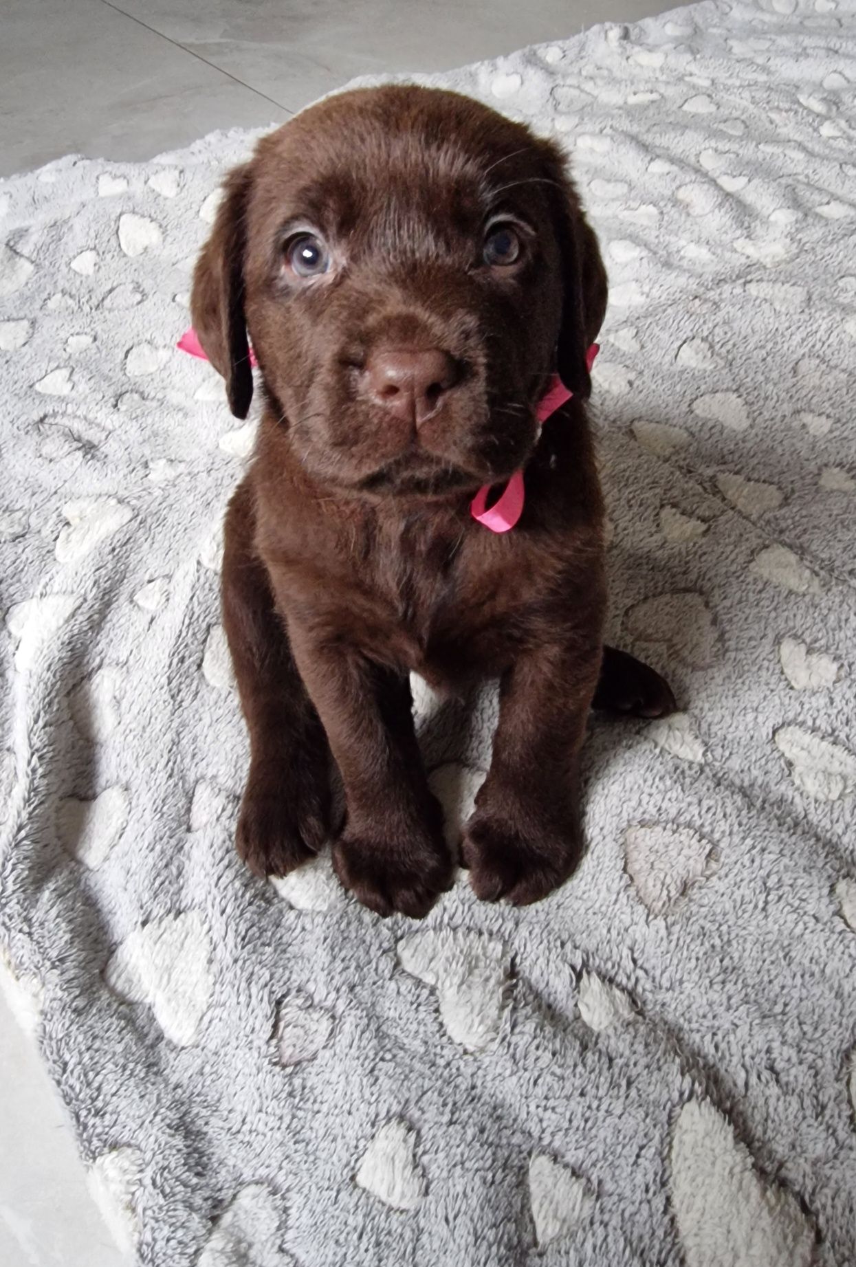 Labrador retriever szczeniak zkwp śląskie