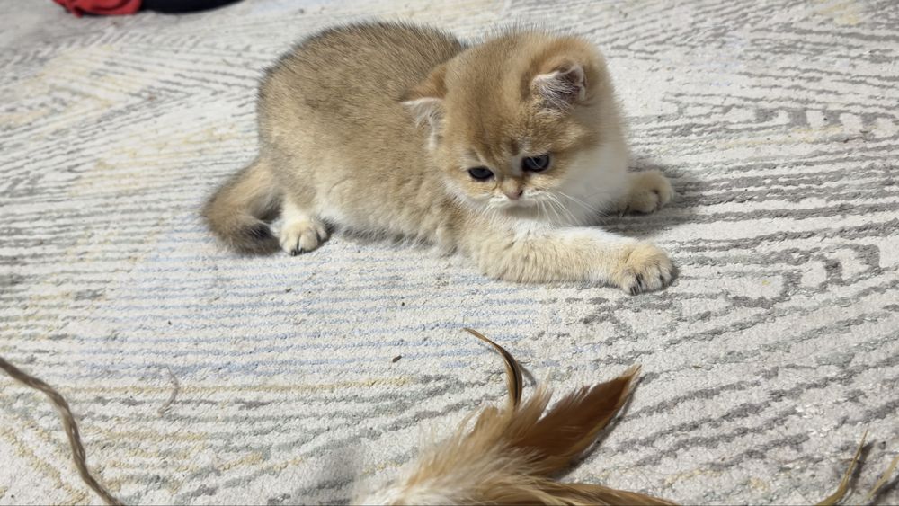 Kocurek szkocki straid