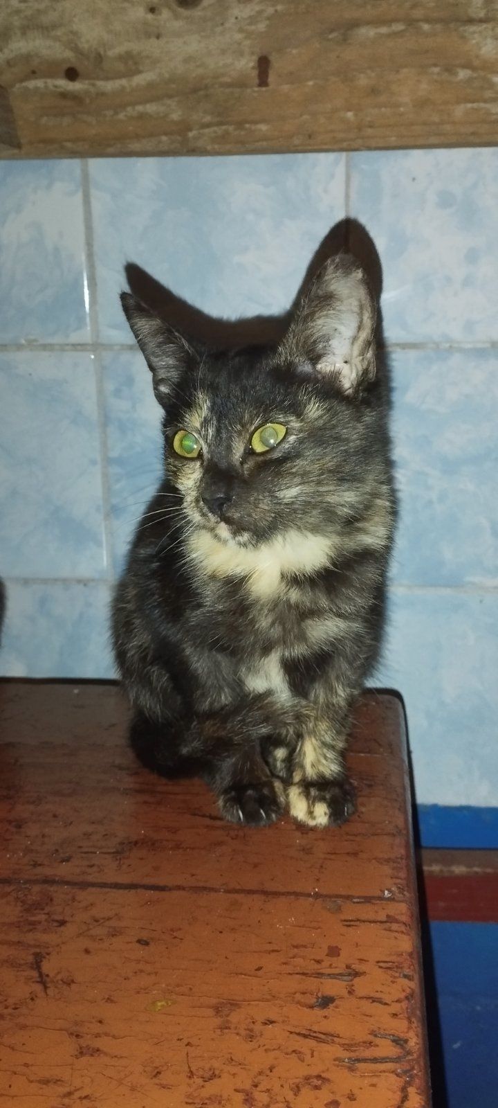 Котенок серый и двохцветная кошечка