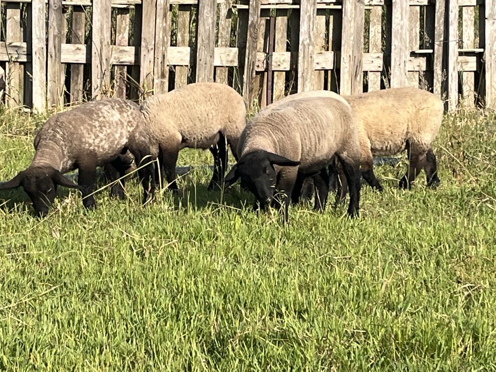 Borregos suffolk puros