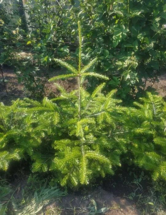 Продам Ель ёлку карпатская