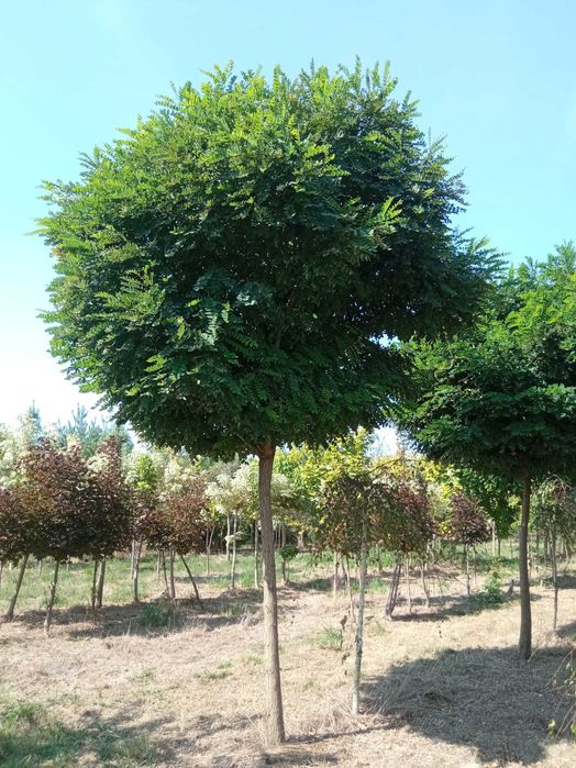 Lipa drobnolistna, klon jawor, jesion wyniosły, brzoza, grab pospolity