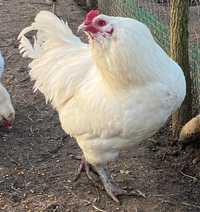 Пасхальні кури Грюнлєгер . Інкубаційне яйце