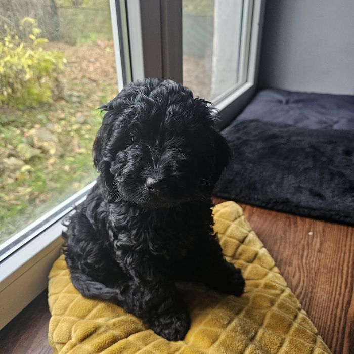 Cavapoo czarne szczeniaczki