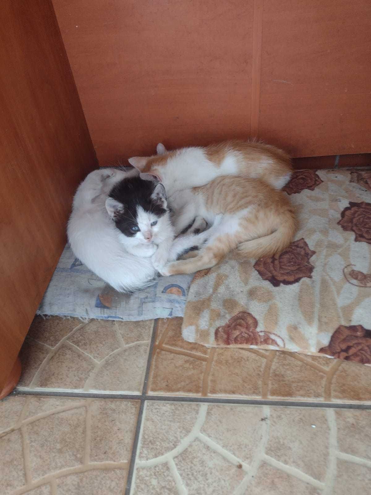 Kotki w dobre rece
