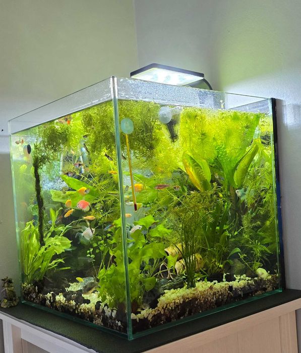 Akwarium kostka 2 miesiace używane