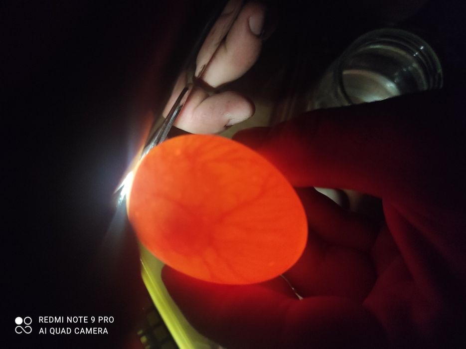 Jaja jajka lęgowe leghorn