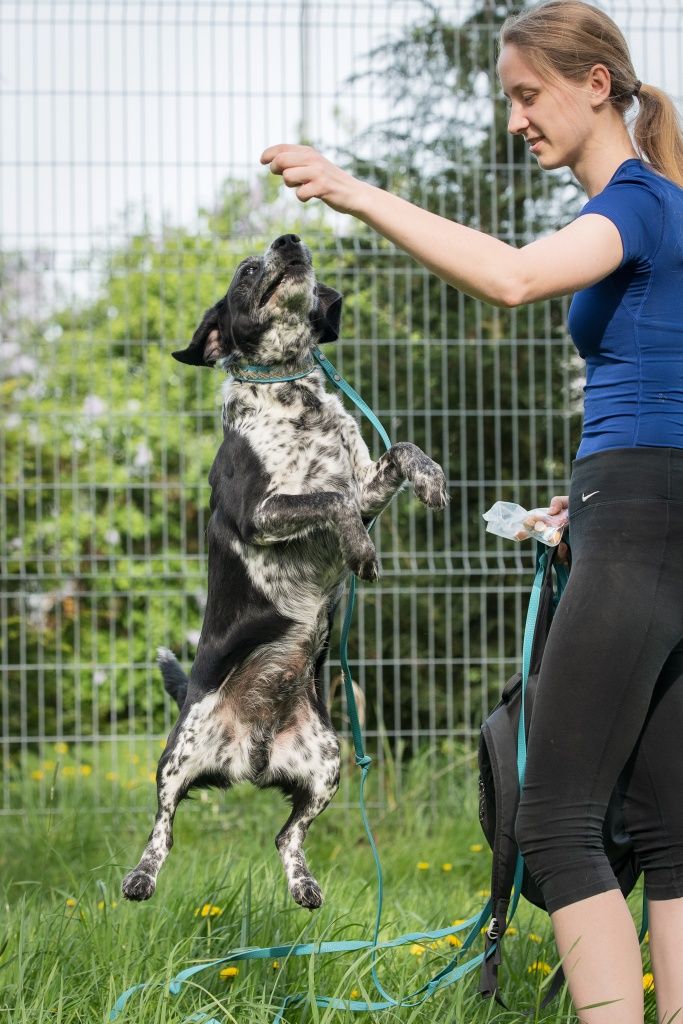 Hunter w typie ras myśliwskich do adopcji!