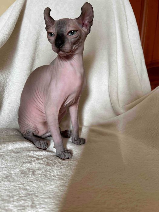 Дівчинка Піксі порода Ельф