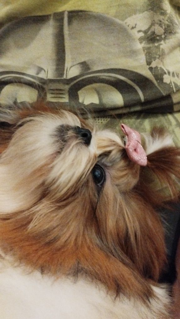 Shih tzu suczka tybetańska lalka