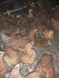 Kury rosa nioski młode kokoszki odchowane kura nioska