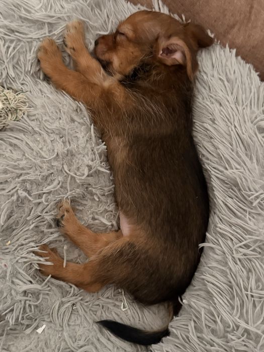 Cachorros porte pequeno - chihuahua