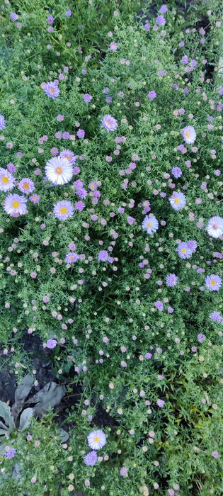 Маргаритки, розові з різними відтінками