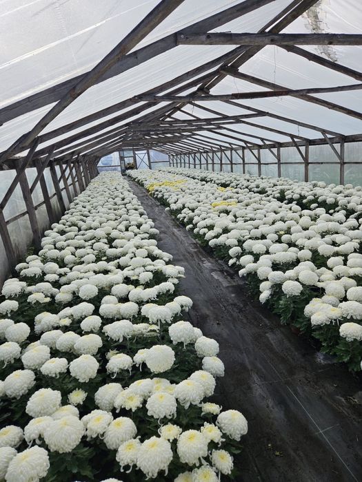 Chryzantemy wielkokwiatowe i drobnokwiatowe.