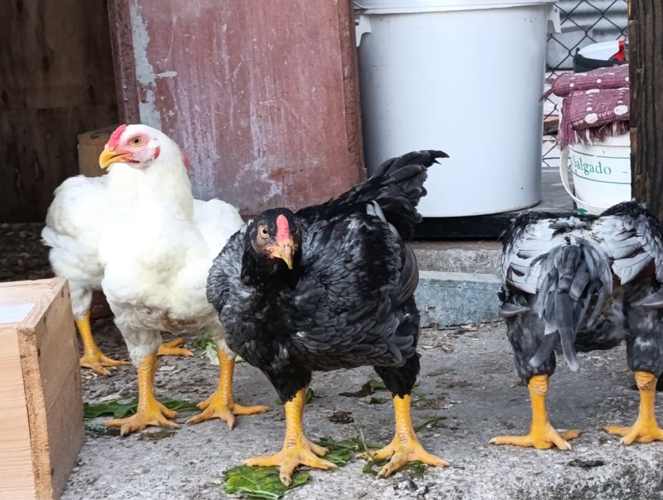 Galos Raça Pura Cornish