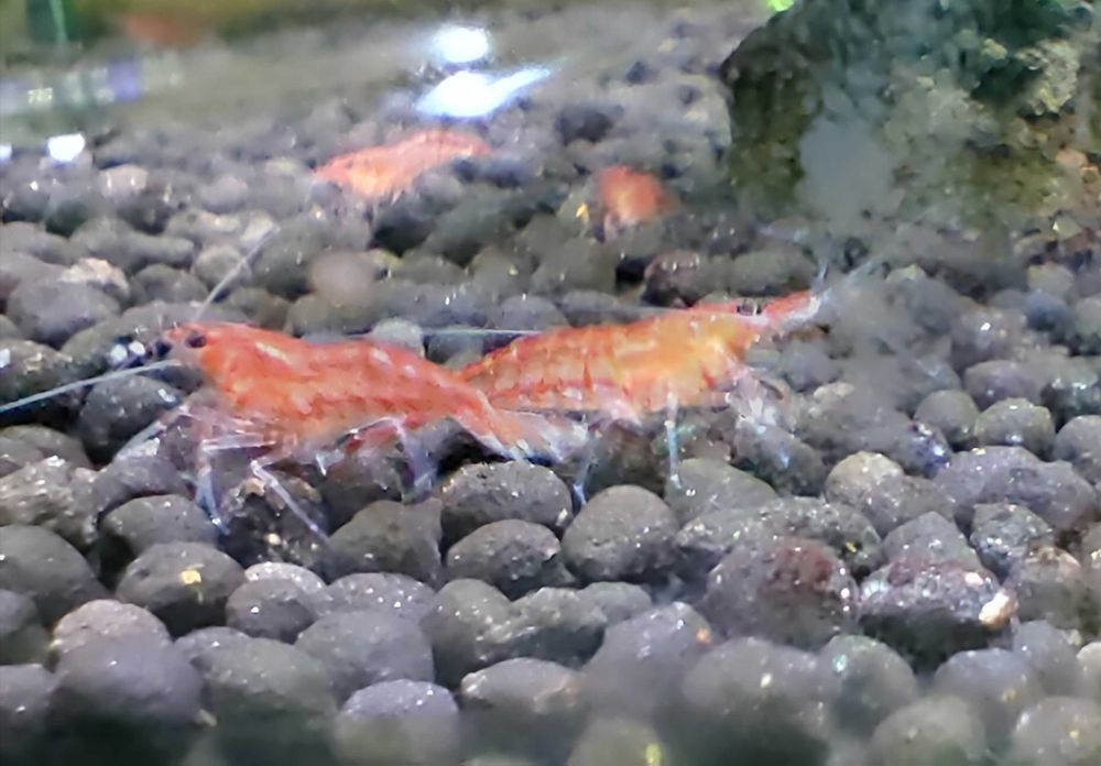 CAMARÃO NEOCARIDINA RED CHERRY