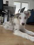 „ARES” Border Collie LILAC-MERLE