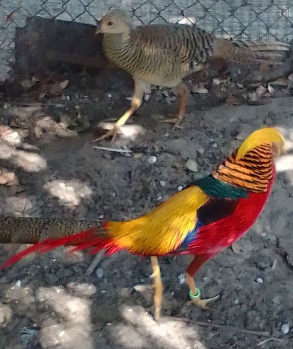 Sprzedam bażanty złote ine