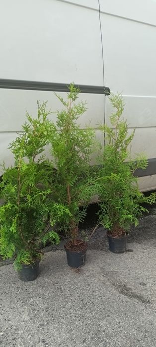 Tuja,tuje szmaragd 100 cm