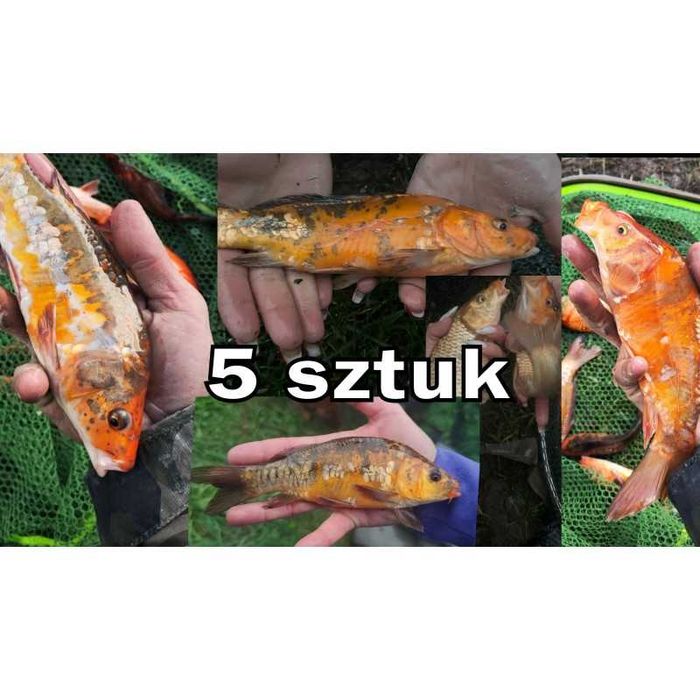 5 sztuk KARP KOI 20-30 cm kroczek