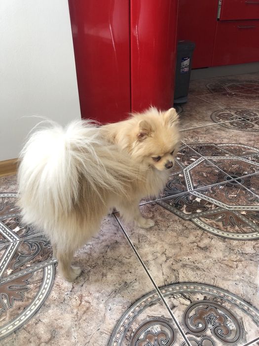 Вязка з породою шпіц