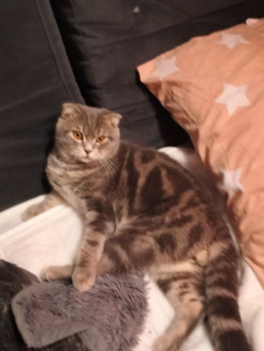 Кіт Міша шукає собі кицю для в'язки дуже хороший котик породи Шотланец