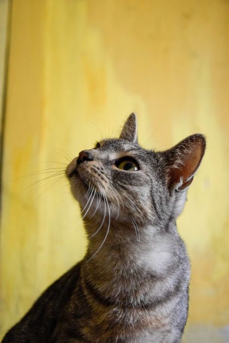 Przytulas cudowny dwu latek