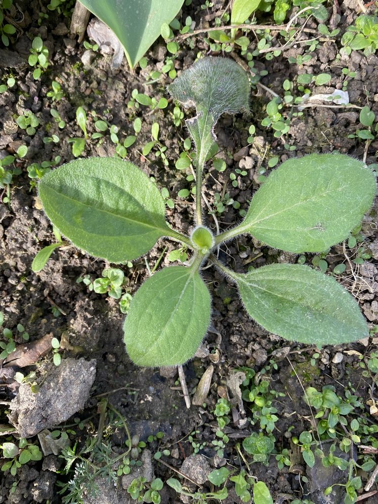 Rudbeka sadzonki