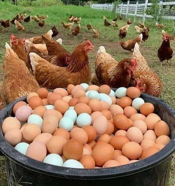 Мікс інкубаційних яєць (зібрані різні породи)