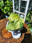 Scindapsus Creme brulee Indonezja variegata scyndapsus cream