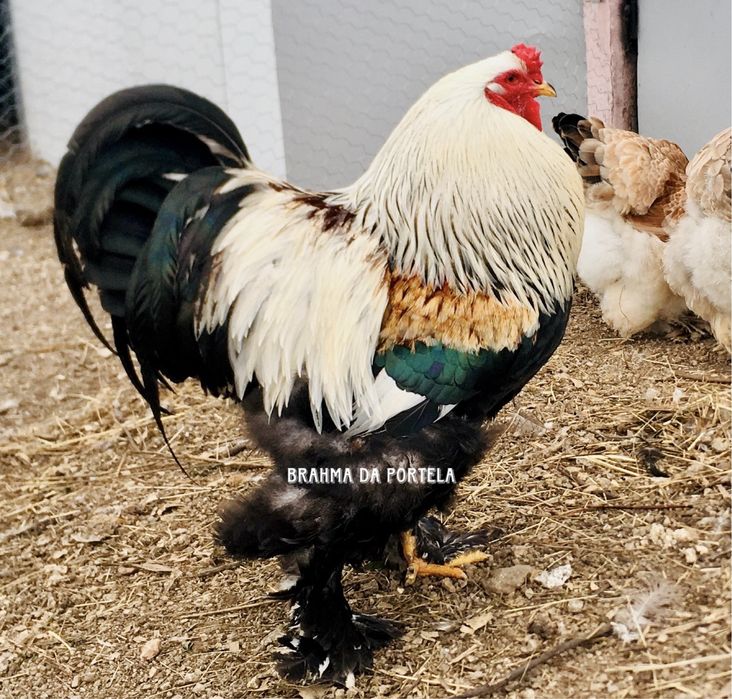 BRAHMA SALMÃO NEGRO / AZUL ( OVOS )