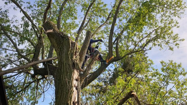Wycinka, przycinka i pielęgnacja drzew metodą alpinistyczną, rębak