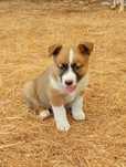 Cachorro disponível para adopção responsável