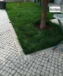 Jardinagem/Manutenção