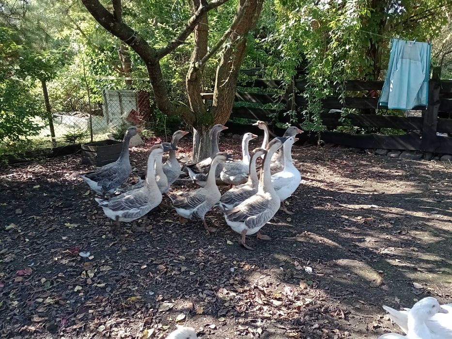 Gęsi Garbonose, Kołudzkie, Landes,