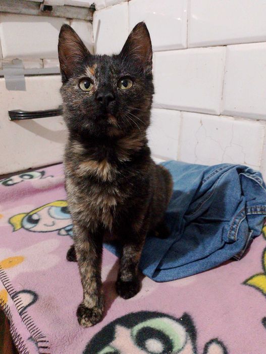 Oddam za darmo kotkę