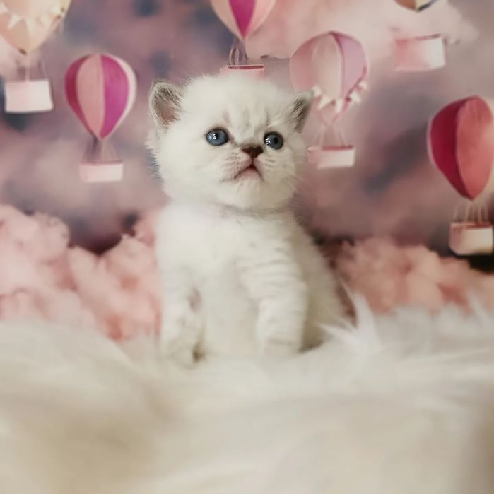 Ніжний шотландский котик