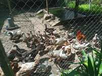 Patos Mudos Novos vários preços e Adultos