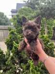 Yorkshire terrier, chocolate pies, czekoladowy,choco gotowy do odbioru
